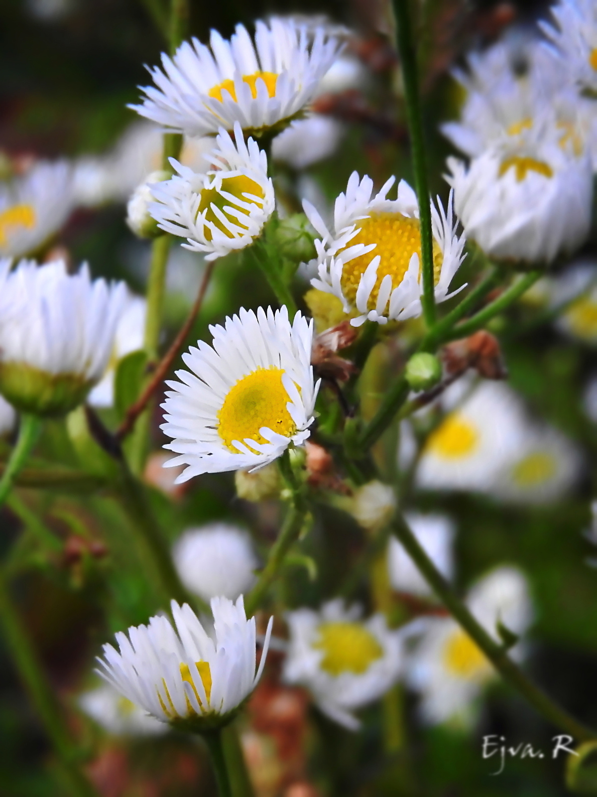 Kis virágok az erdőben Egynyári seprence (Erigon annuus)