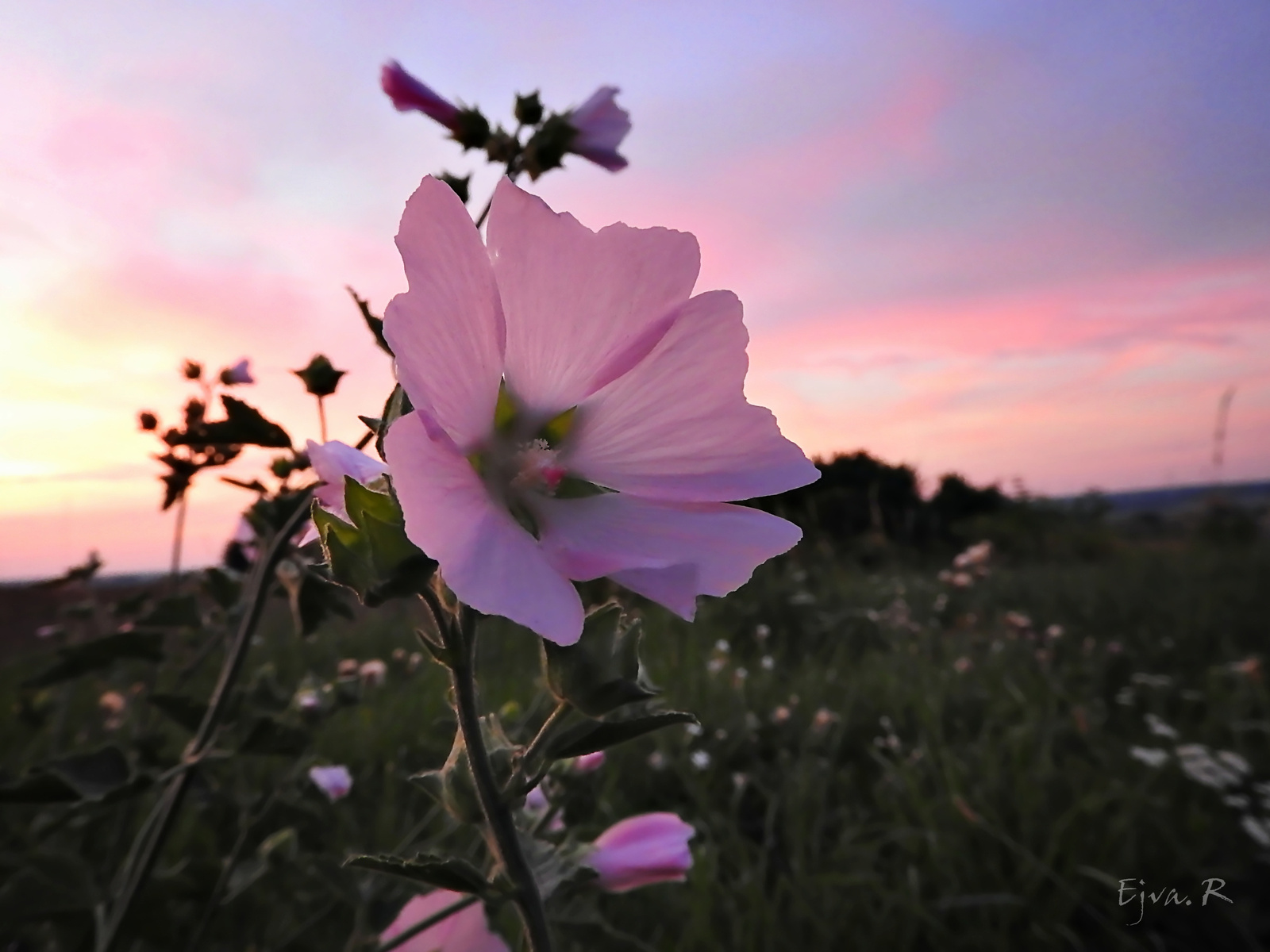 Hajnali fény Rét Virág Mezei mályva ( (Malva)