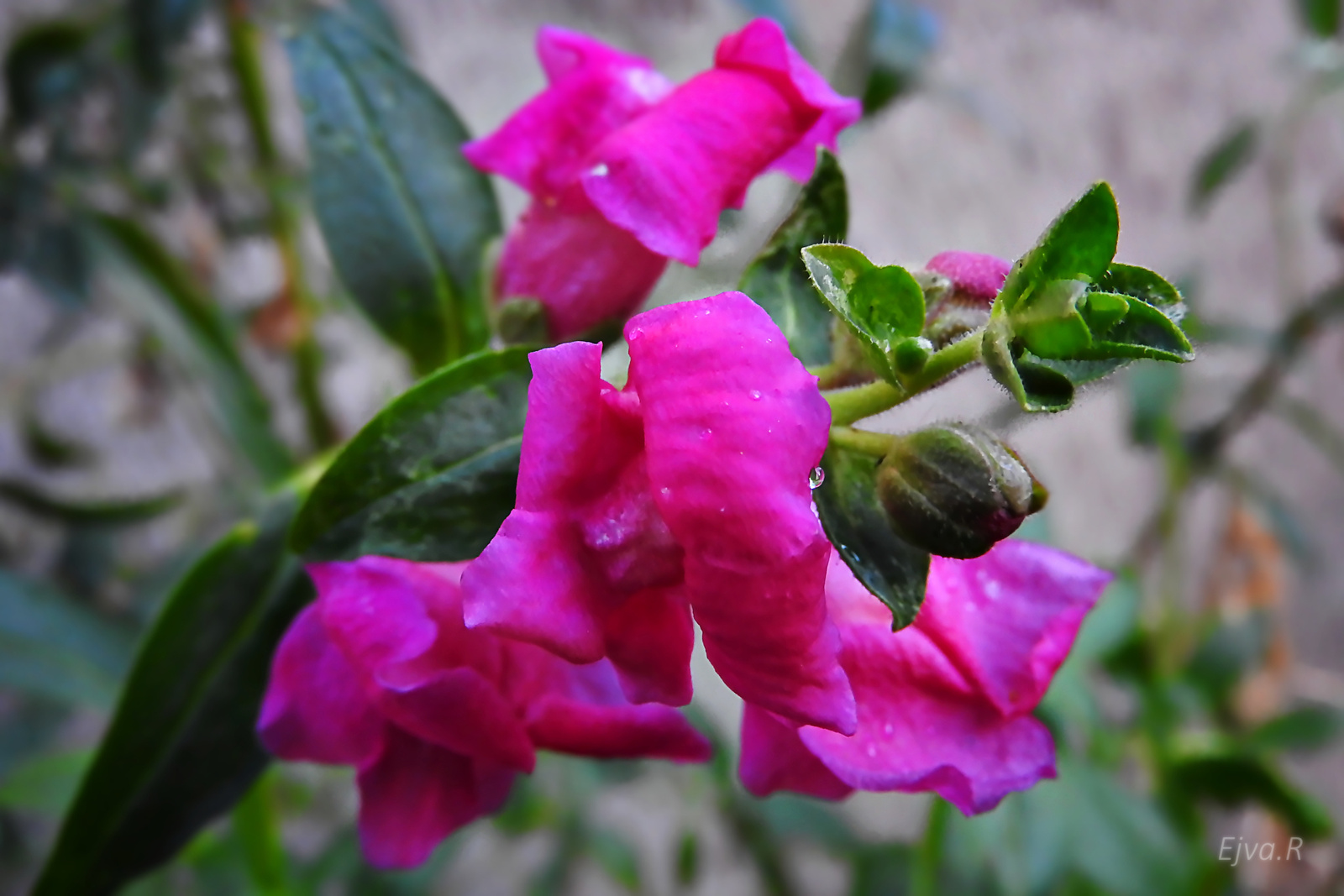 Virág télen Tátika vagy Oroszlánszáj( Antirrhinum majus )