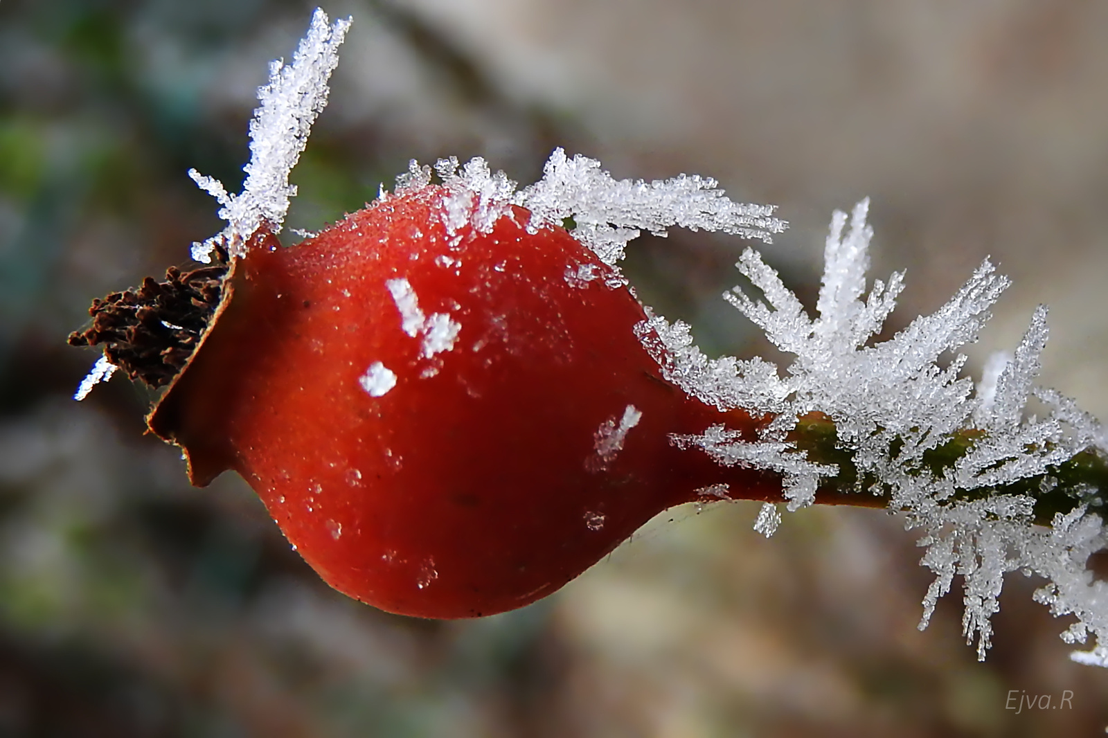 A csipkebogyó a vadrózsa (Rosa canina)