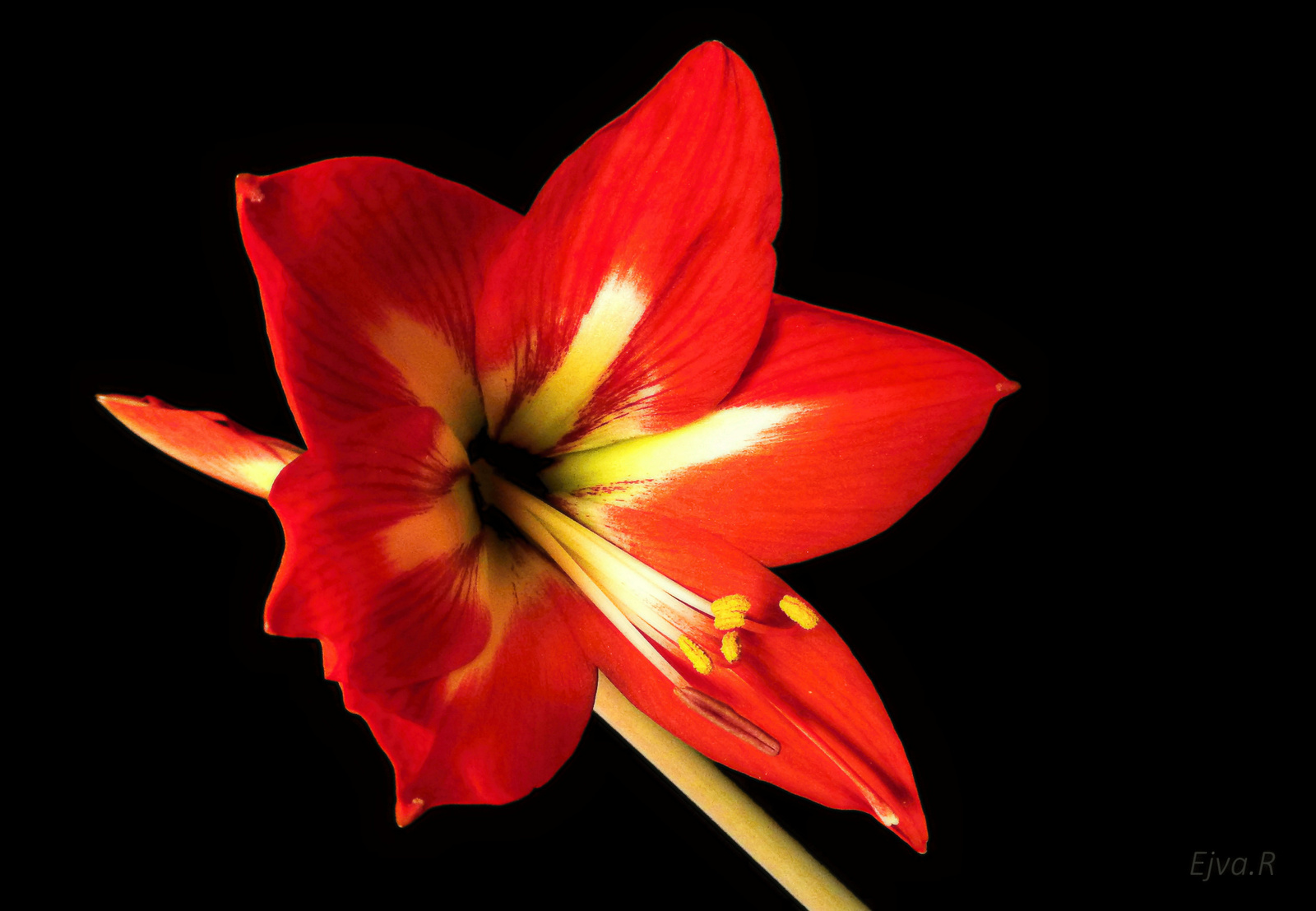 Amarillisz (Hippeastrum)