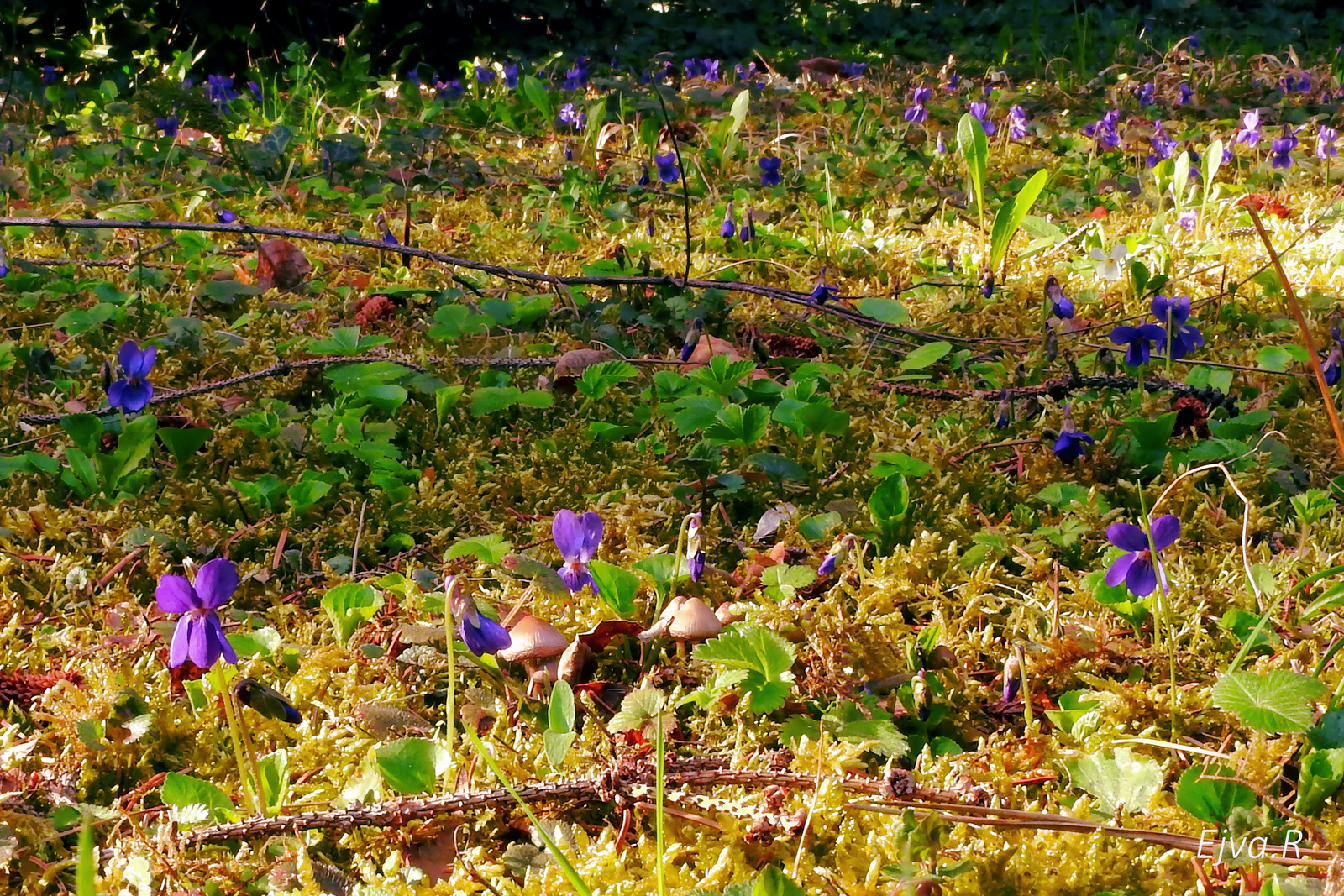 Botanikus kert Tavasz Az ibolya (Viola)