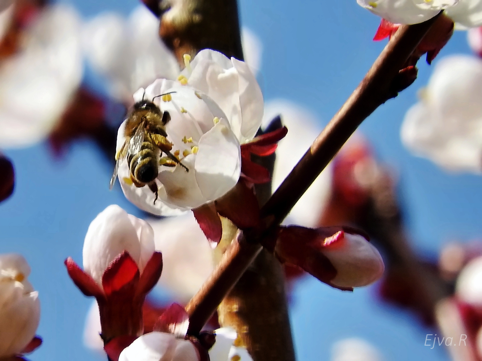 Tavasz Virág Sárgabarackfa Méhecske