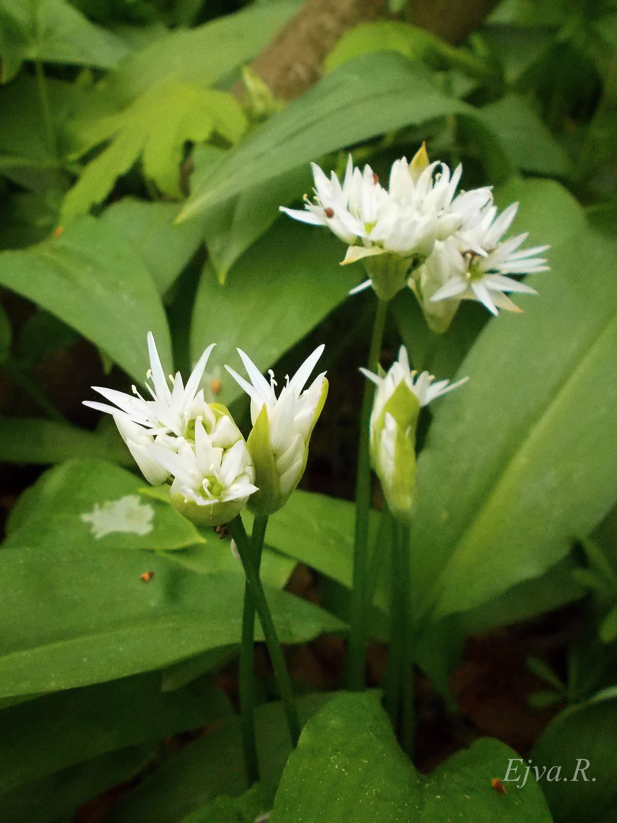 Medvehagyma virágai (Allium ursinum)