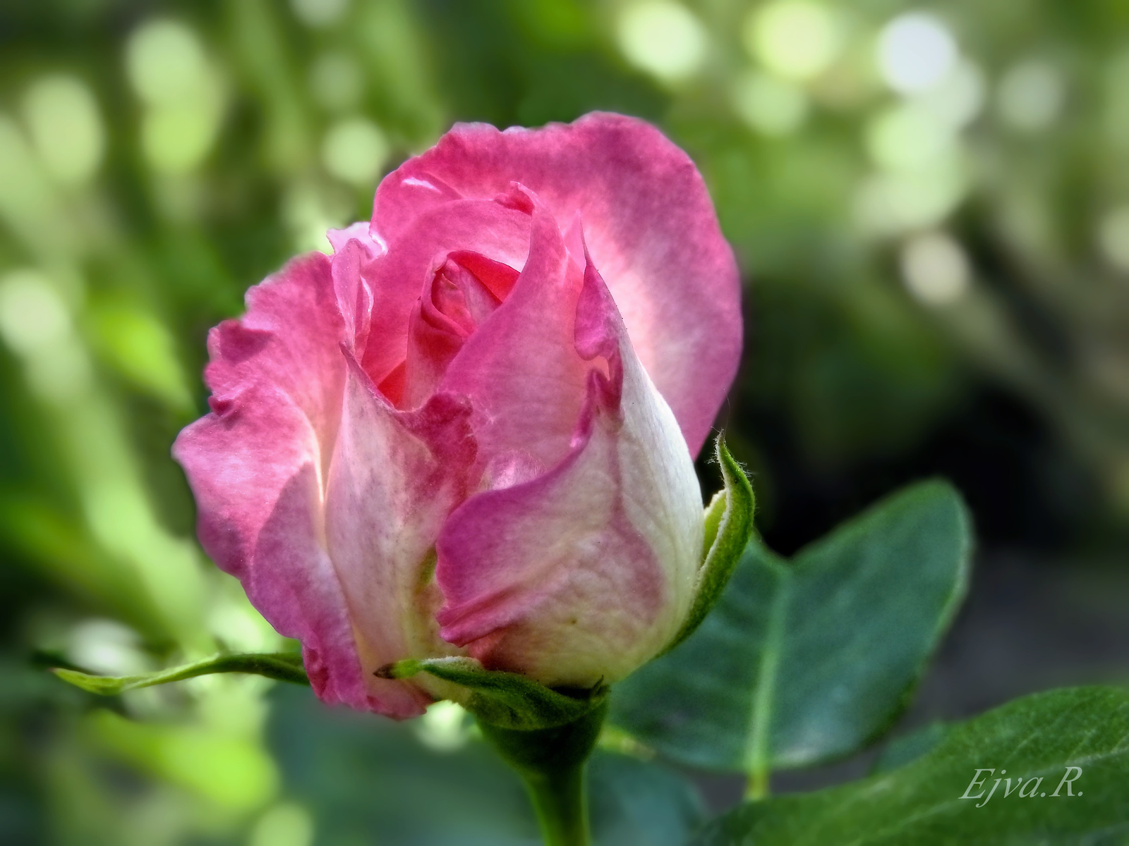 Rózsa Tavasz