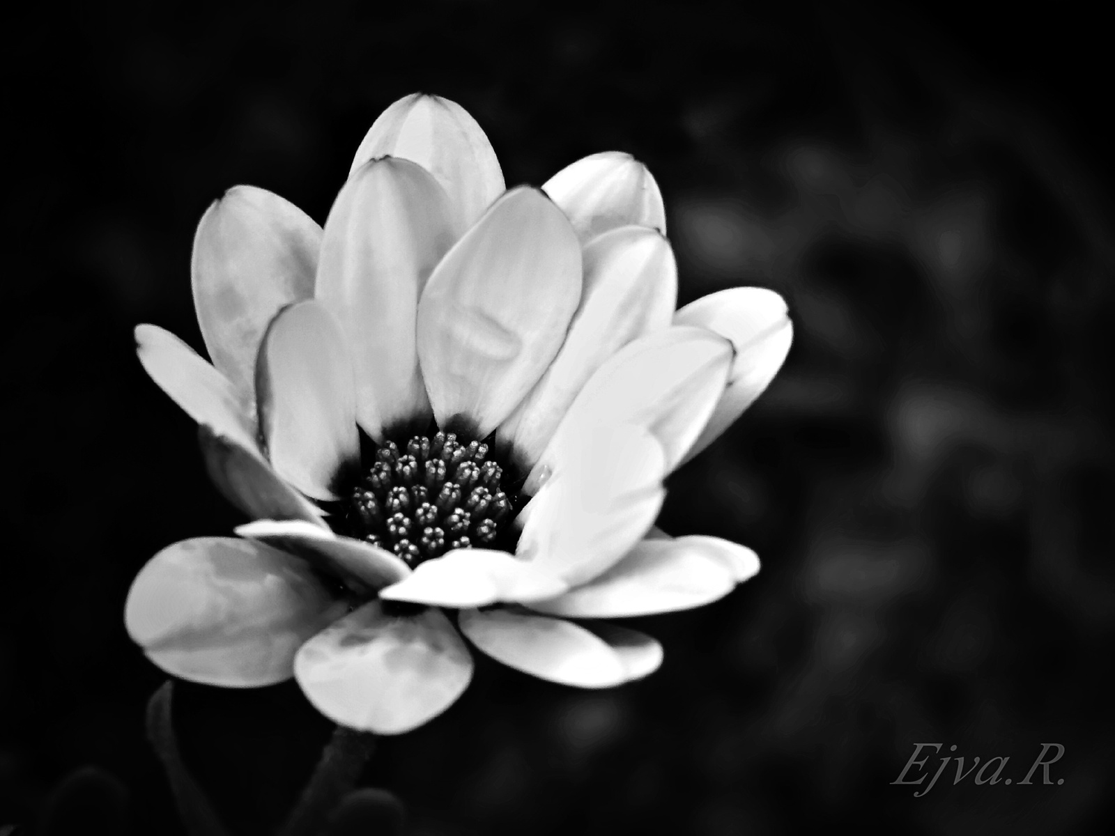 Virág Feketén Fehéren