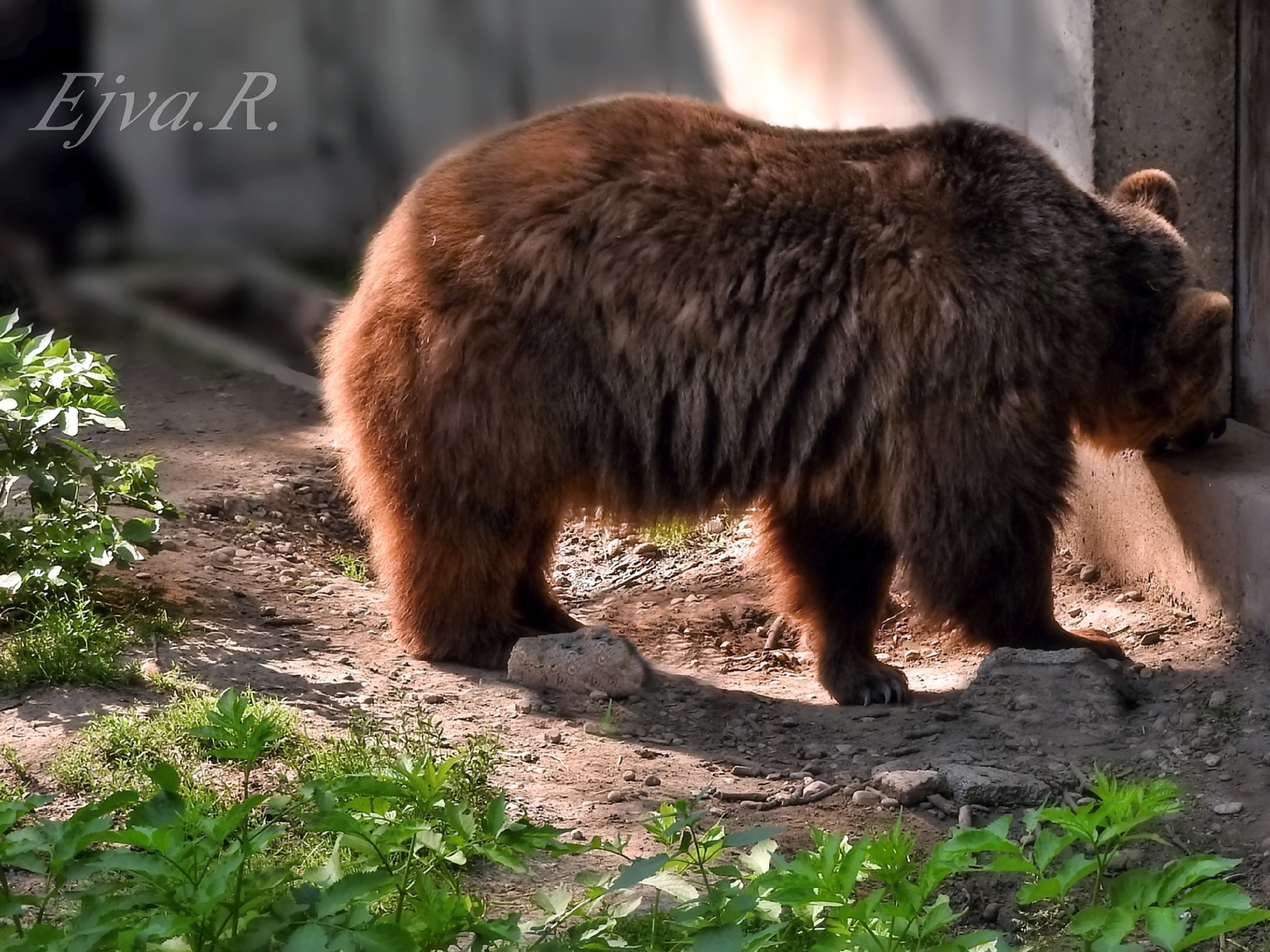 Keresgélve / A barna medve (Ursus arctos)