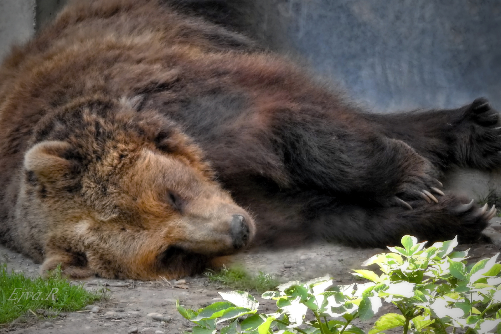Álmosan/ A barna medve (Ursus arctos)