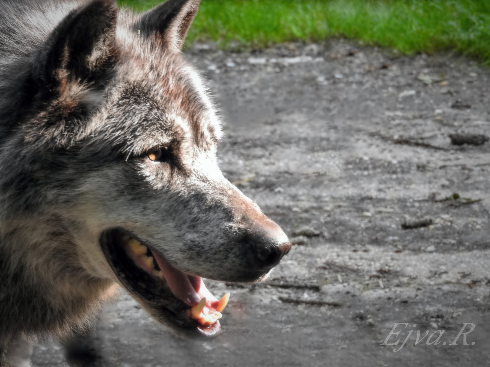 Vacsorára várva/ A farkas (Canis lupus)