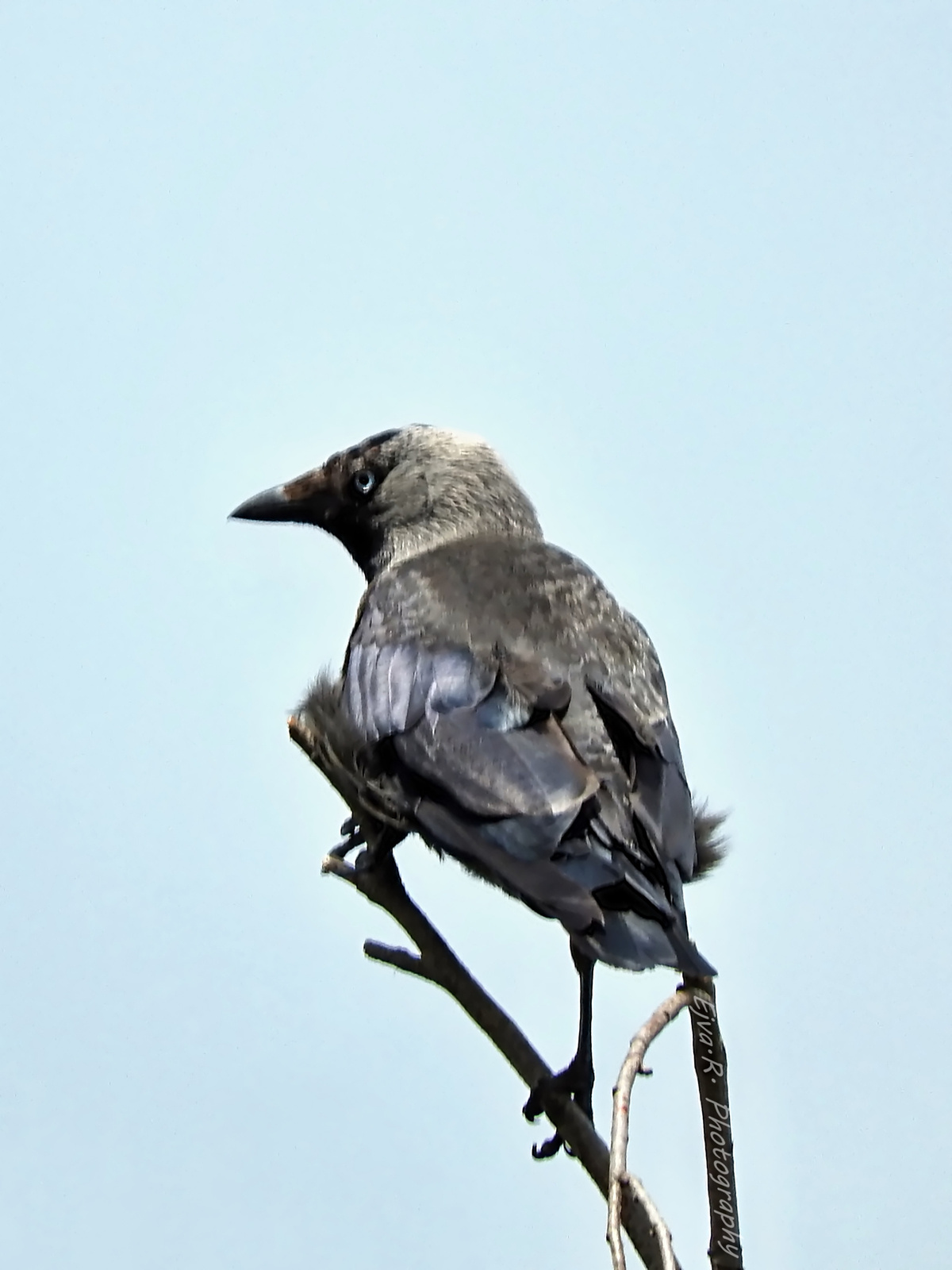 A csóka növendék (Corvus monedula)