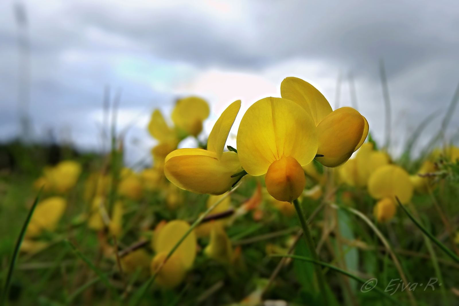 Réten Virágok Sárga