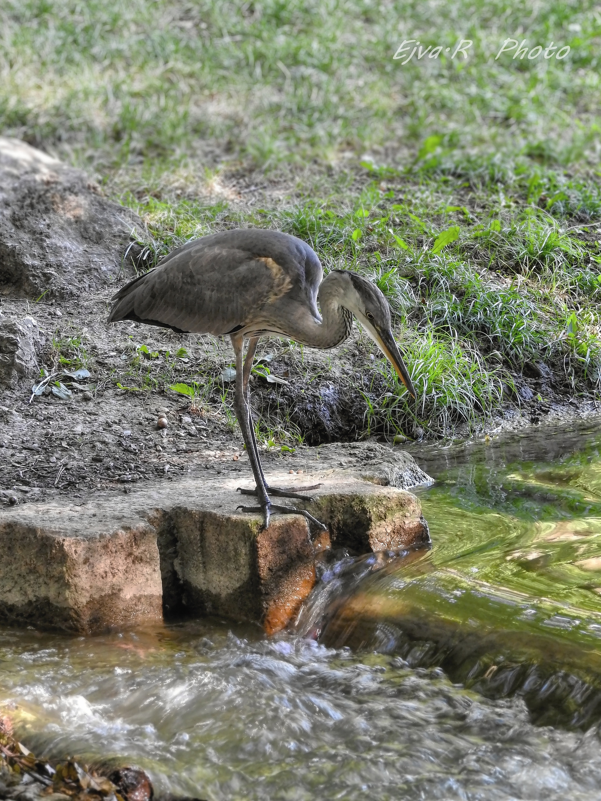 Patak A szürke gém (Ardea cinerea) Nyár