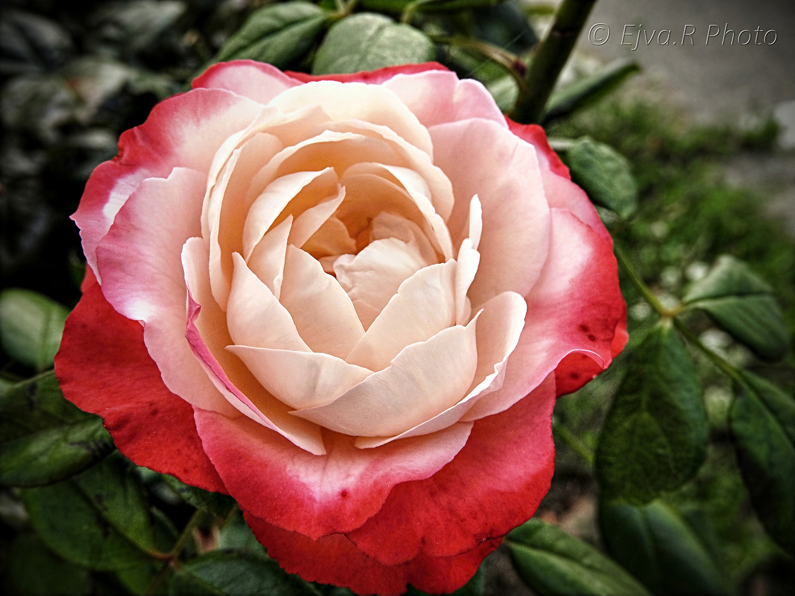 Rózsa Virág