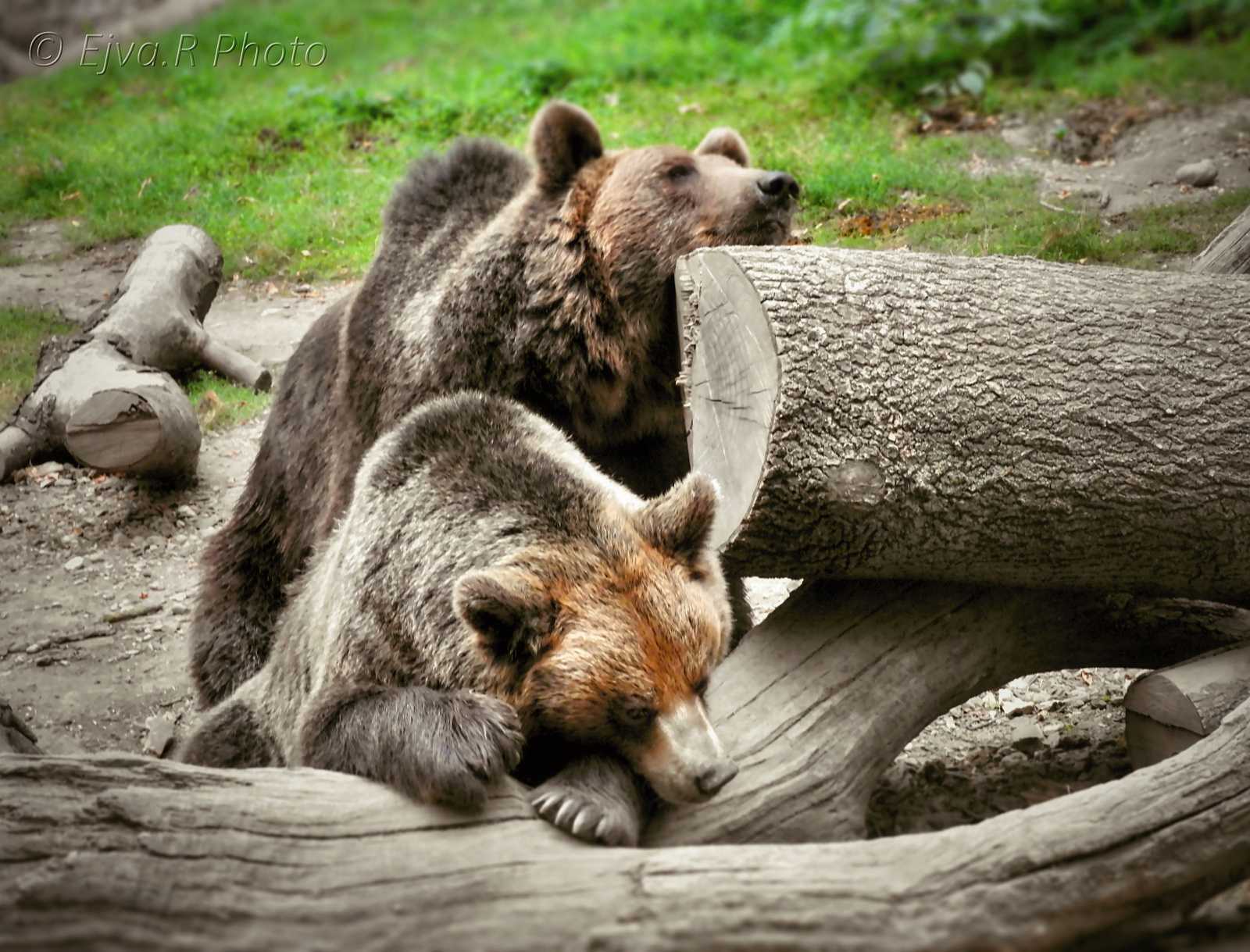 A barna medvék (Ursus arctos)