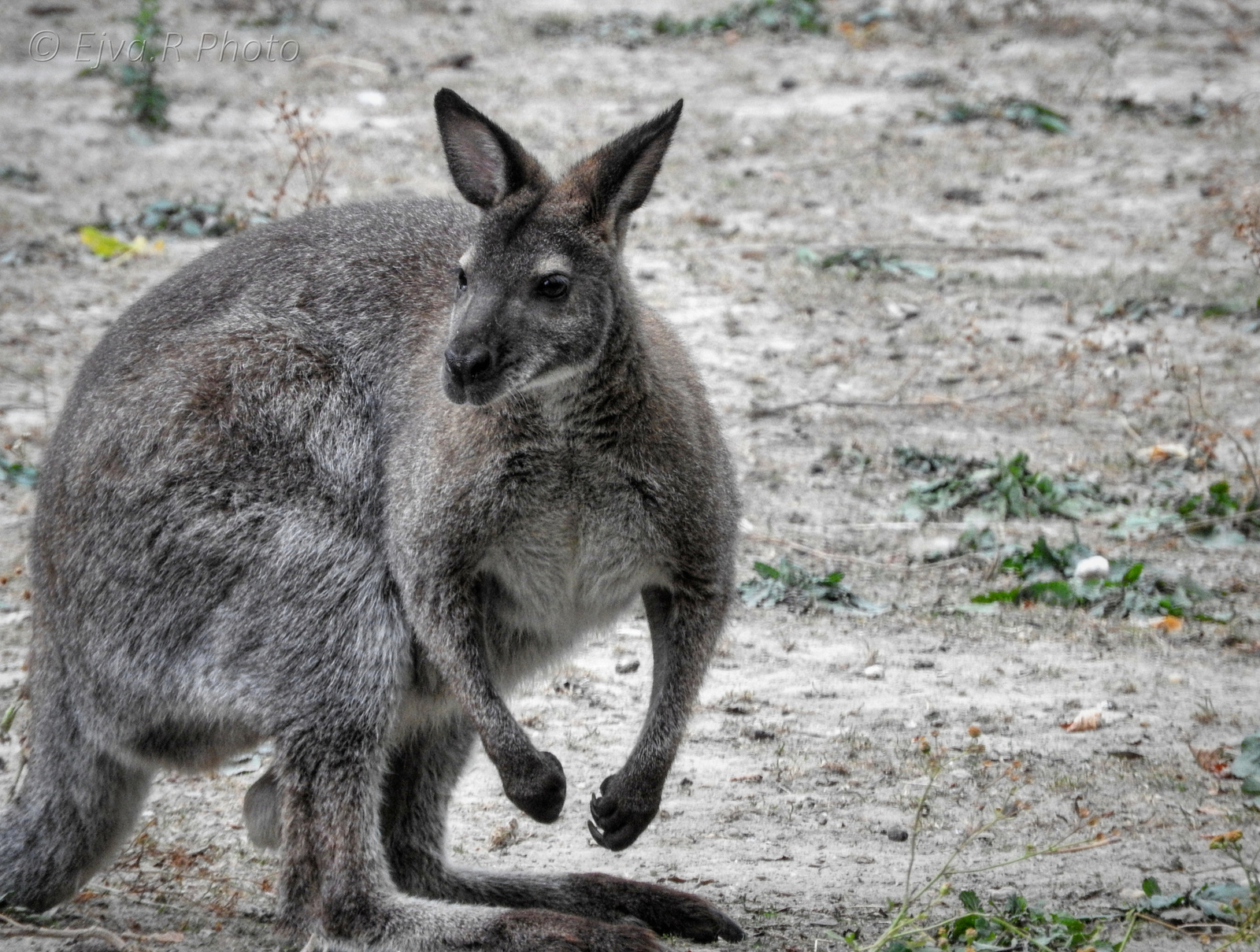 A kengurufélék (Macropodidae)