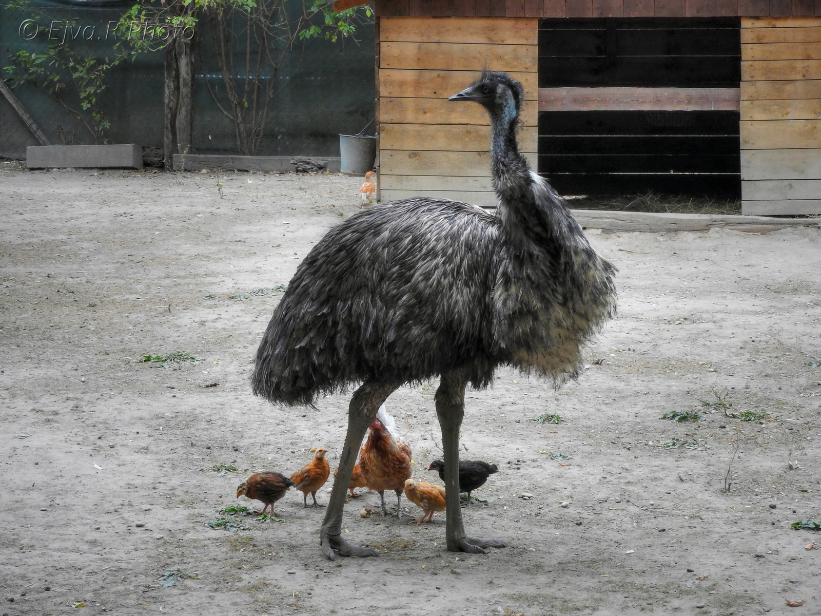 Madarak Az emu (Dromaius novaehollandiae) Tyúkok