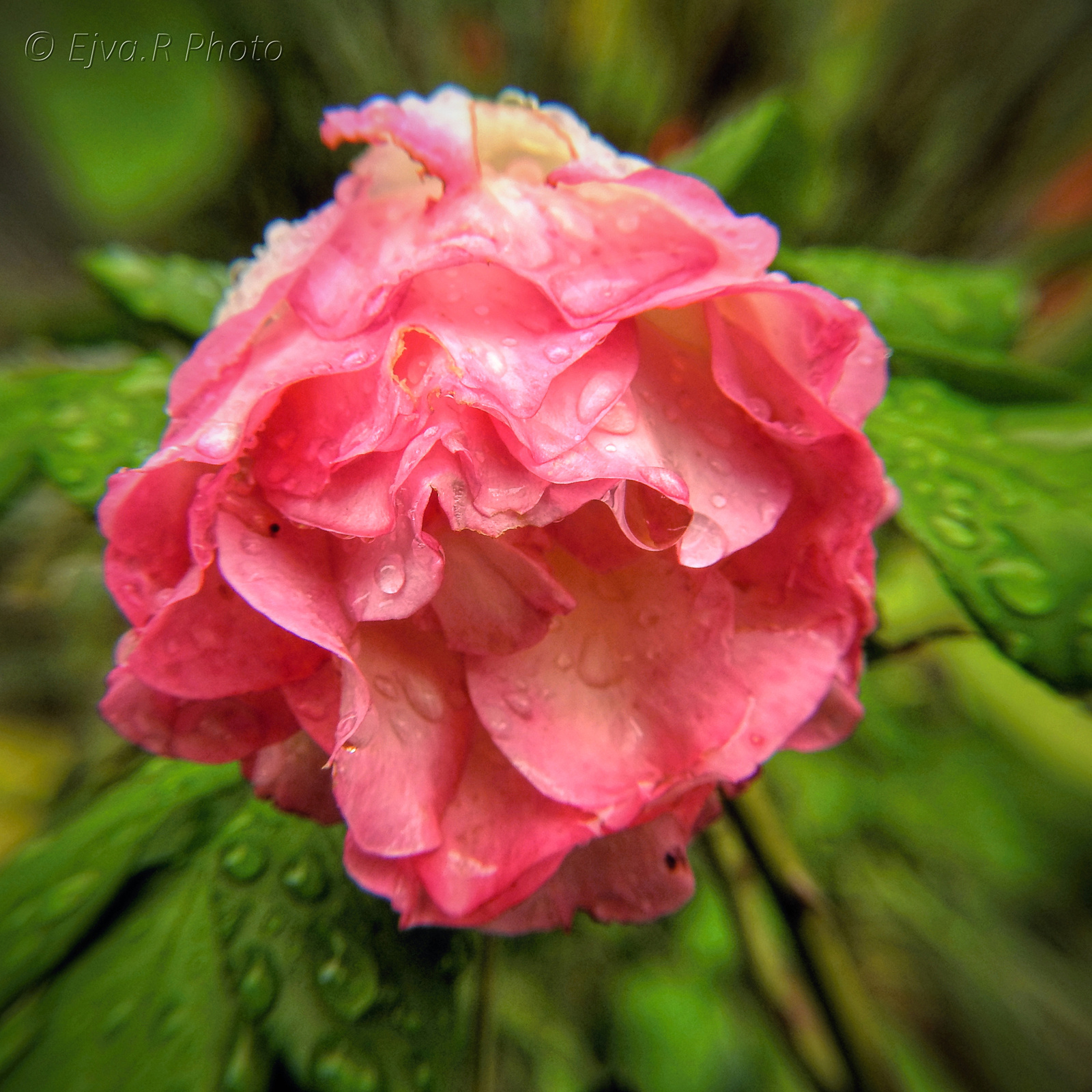 Rózsa esőben