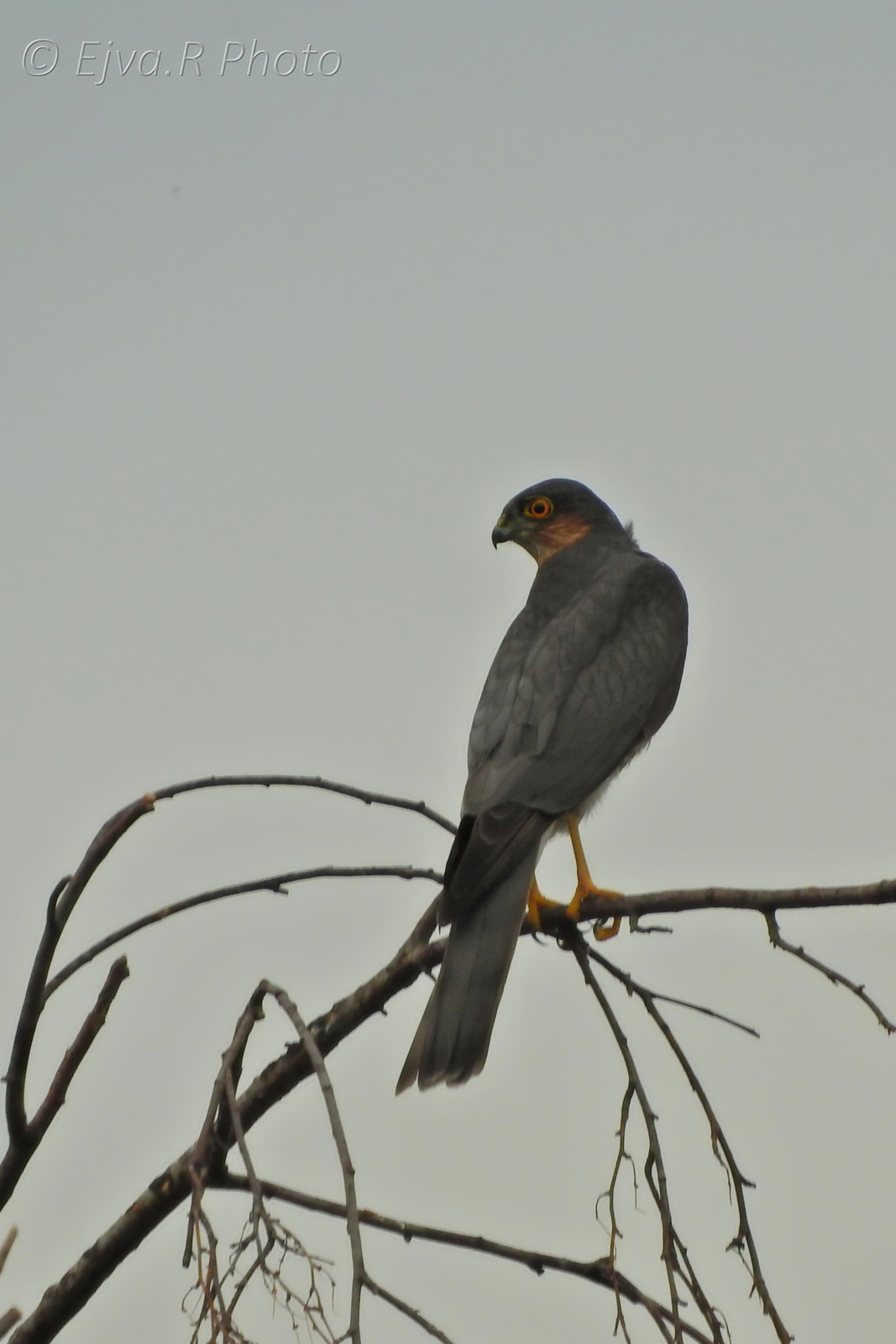 A karvaly (Accipiter nisus)