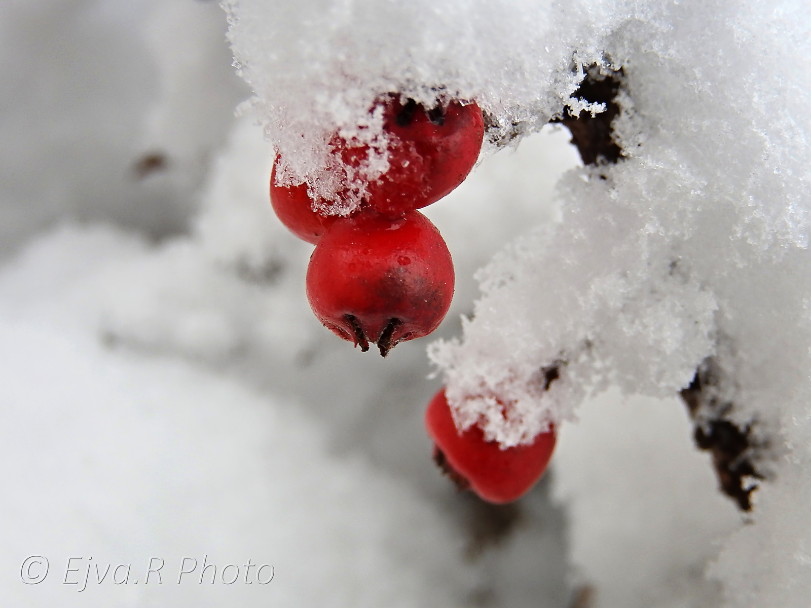 Piros bogyók Tél Hó