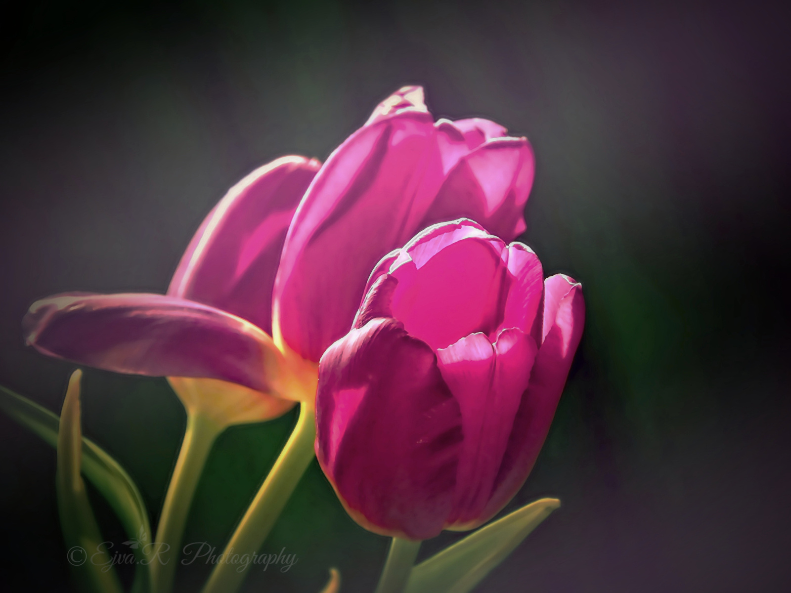 Tulipánok Virág Tavasz