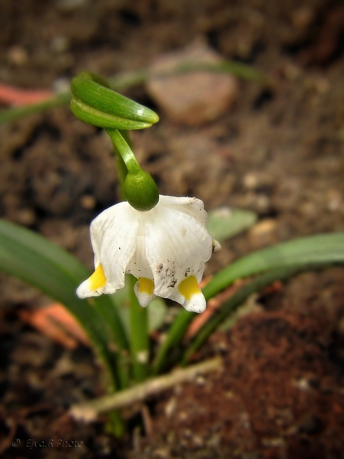 A tavaszi tőzike (Leucojum vernum)