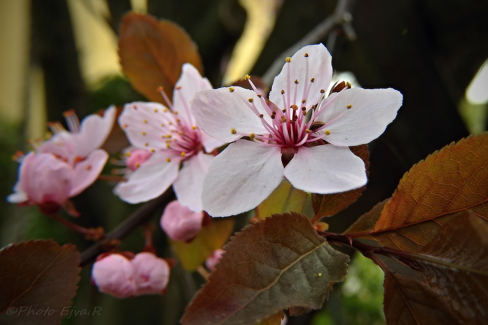 Vadszilvafa Virág Tavasz
