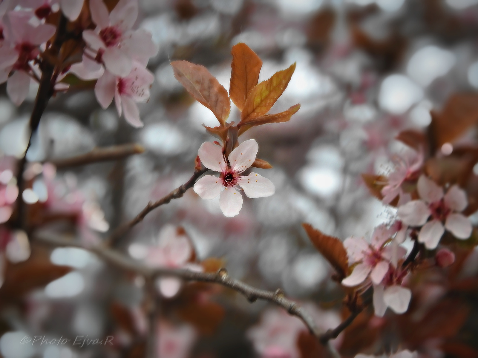 Vadszilvafa Virág Tavasz