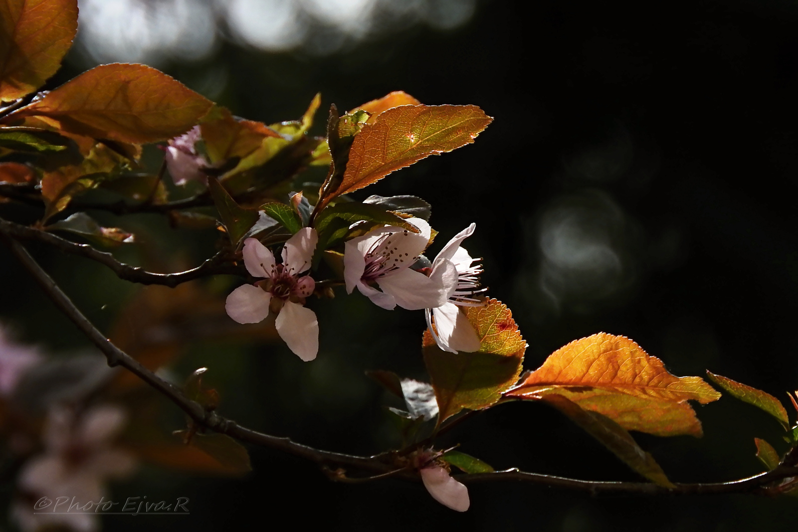 Vérszilvafa Virág Tavasz