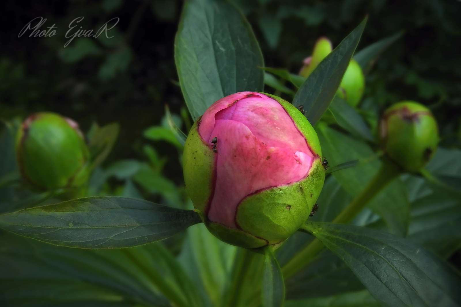 Pünkösdi rózsa (bazsarózsa)