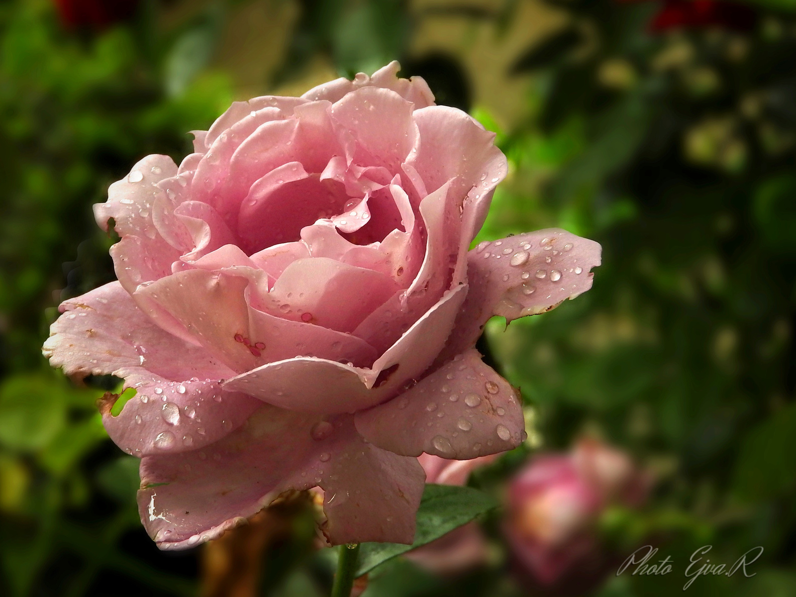 Lila rózsa