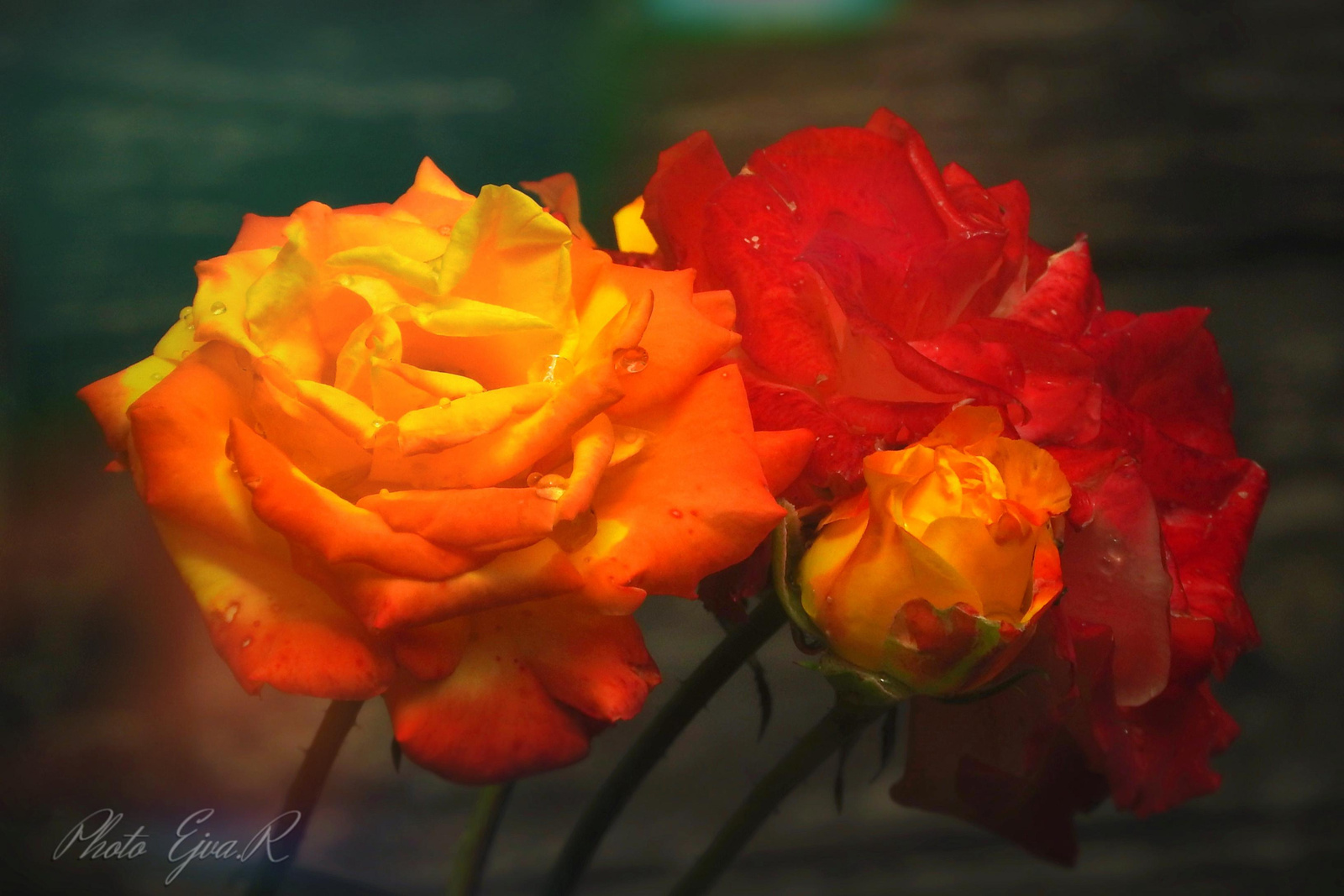 Naracssárga piros rózsa