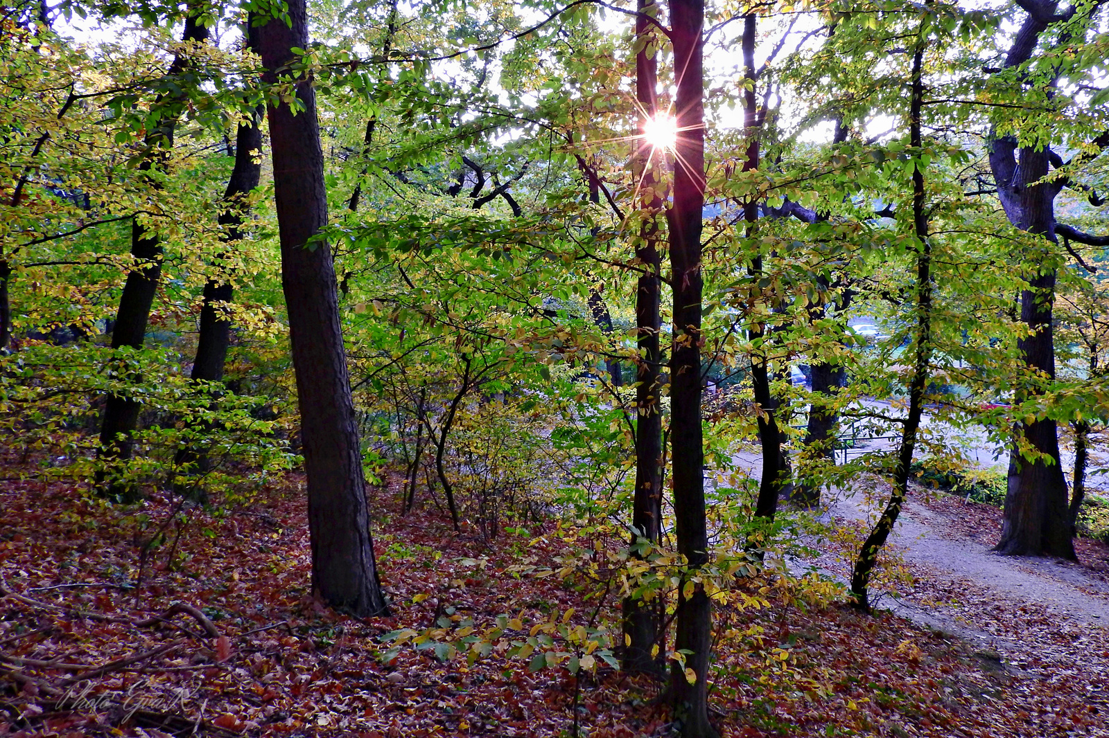 Erdő Ősz