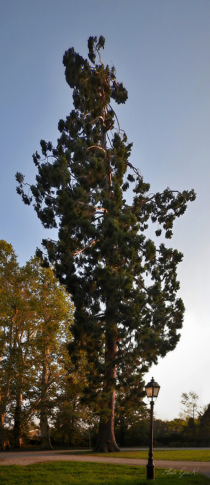 Mamutfenyő - Sequoia