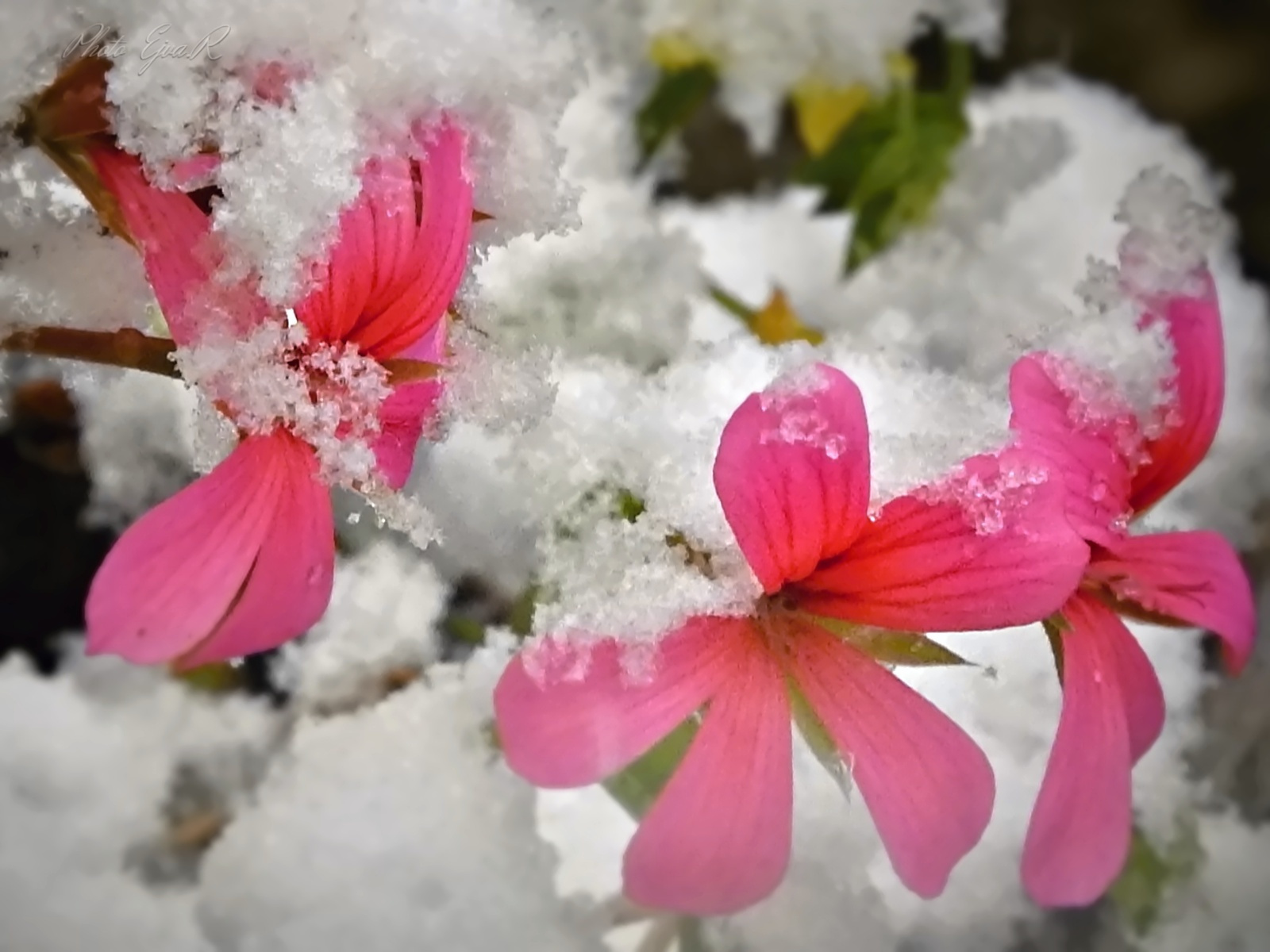 Havazás Virág Ősz