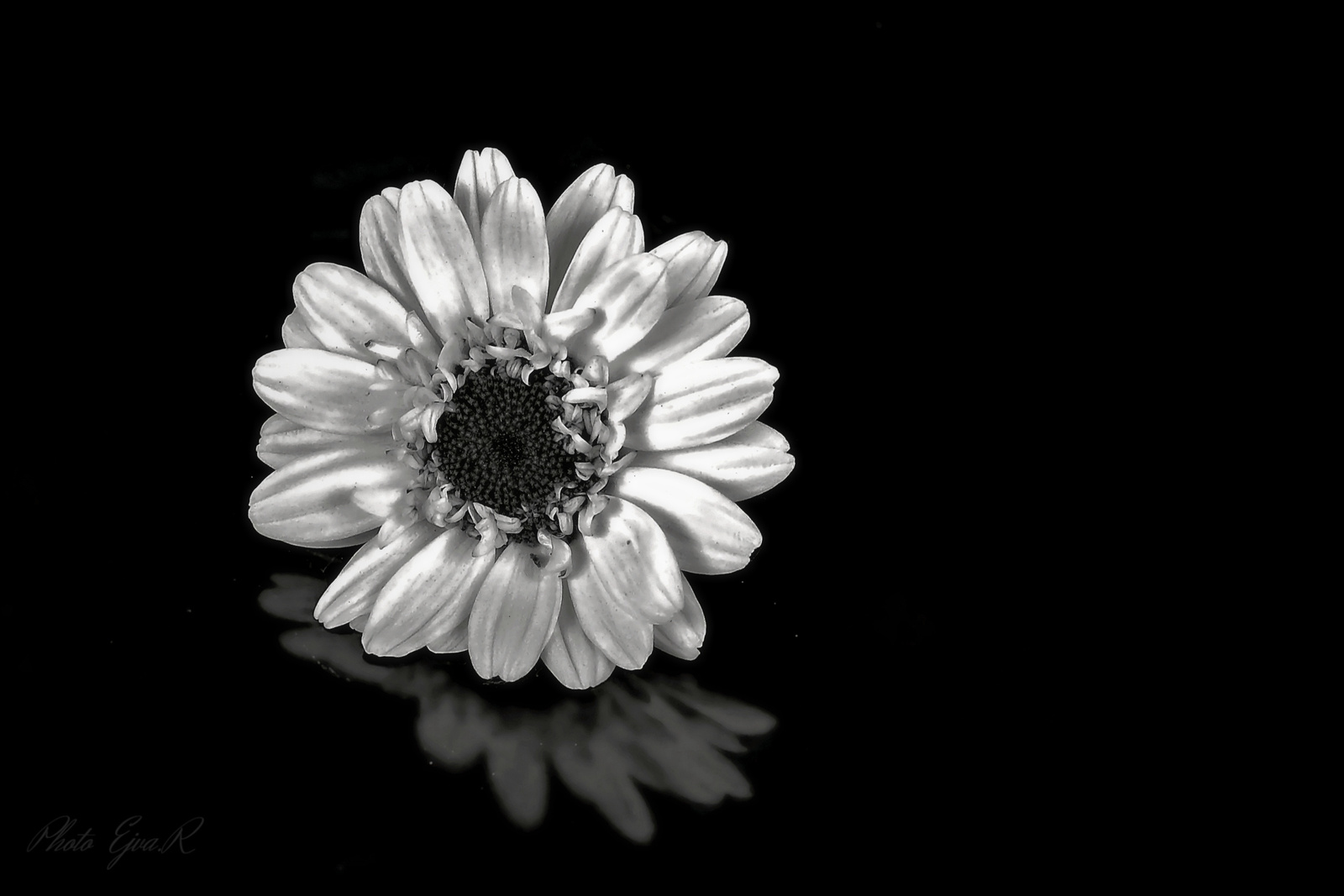Virág feketén fehéren
