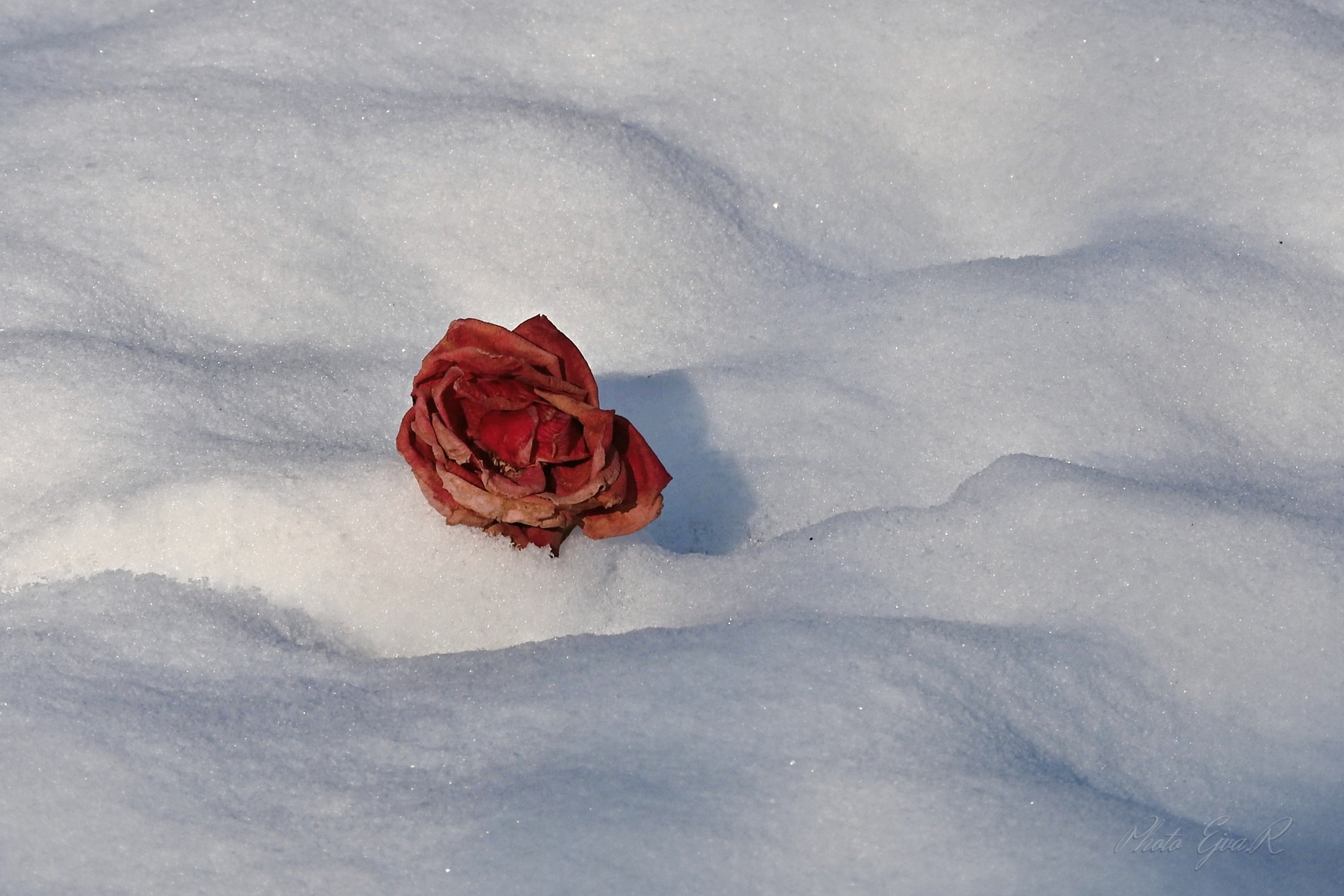 Megfagyva Hó Rózsa