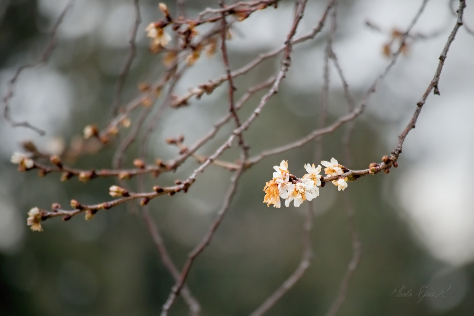 Tavasz a télben / A japáncseresznye (Prunus serrulata