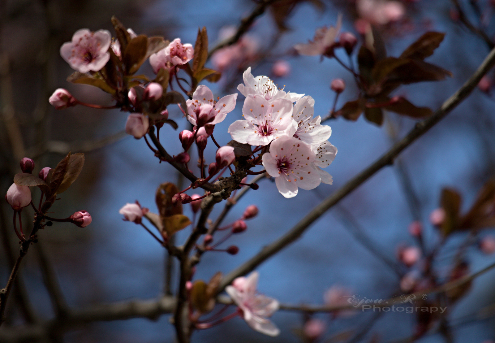 Tavasz Virág Vadszilvafa