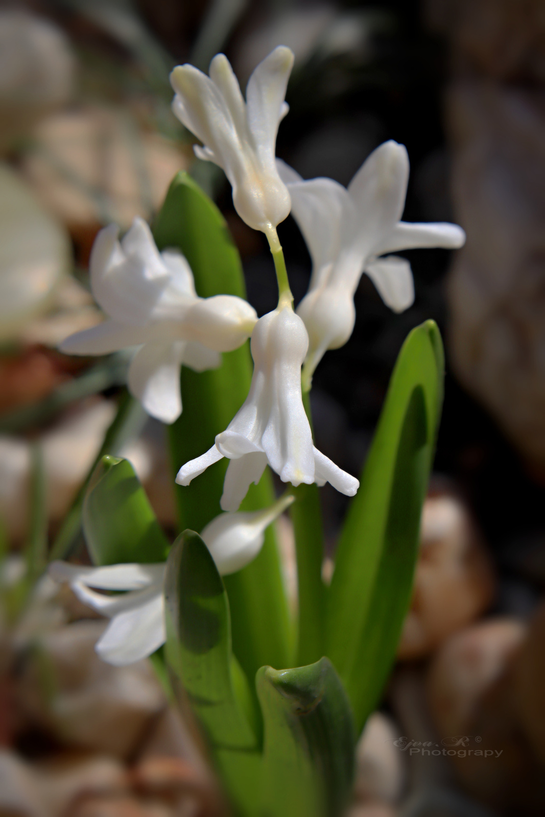 A kerti jácint (Hyacinthus orientalis)