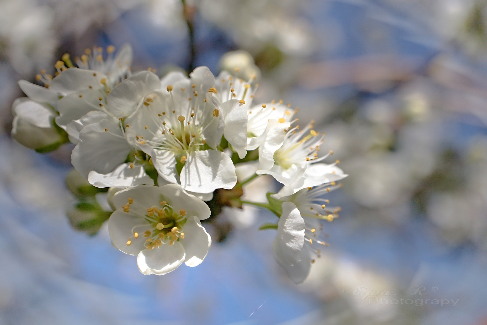 Tavasz Virágzás Gyümölcsfa