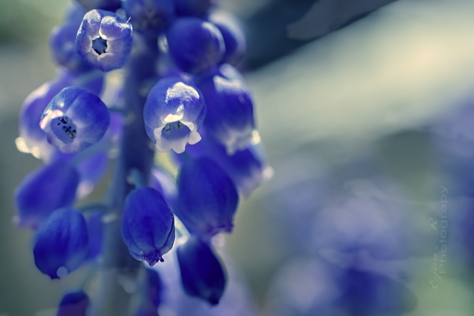 Tavaszi virág Kék