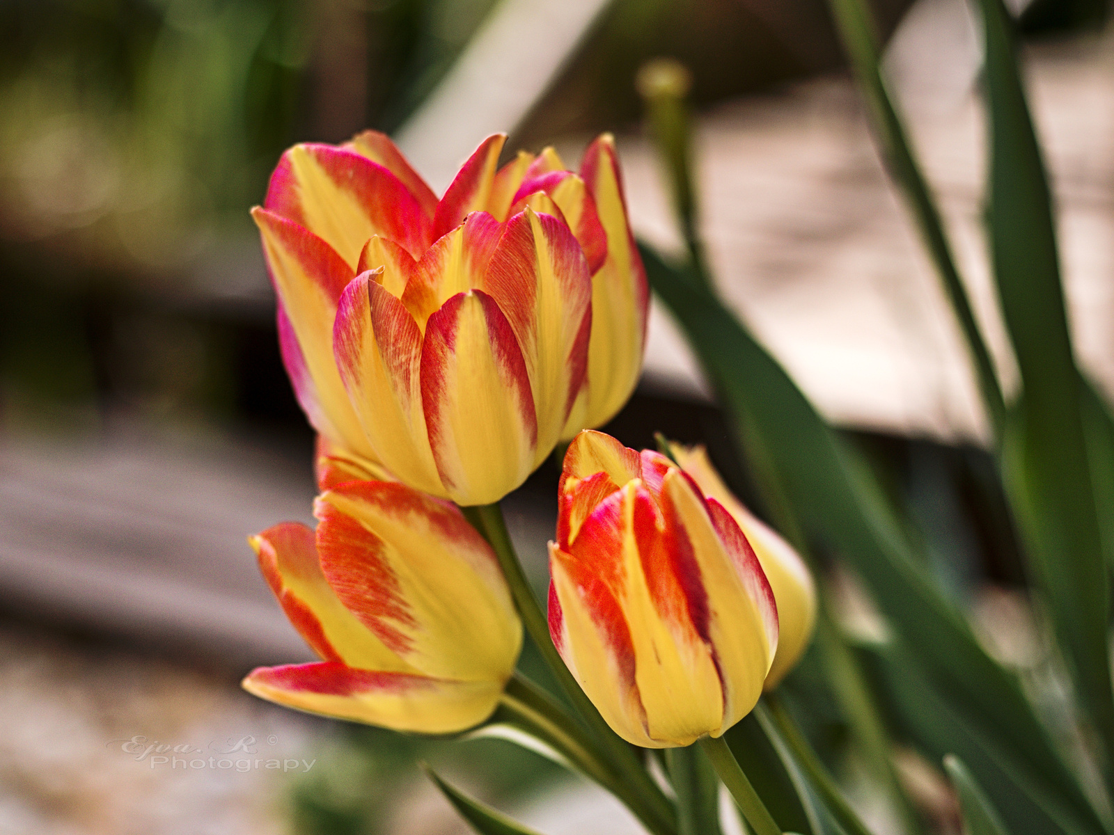 Tulipán tavasz
