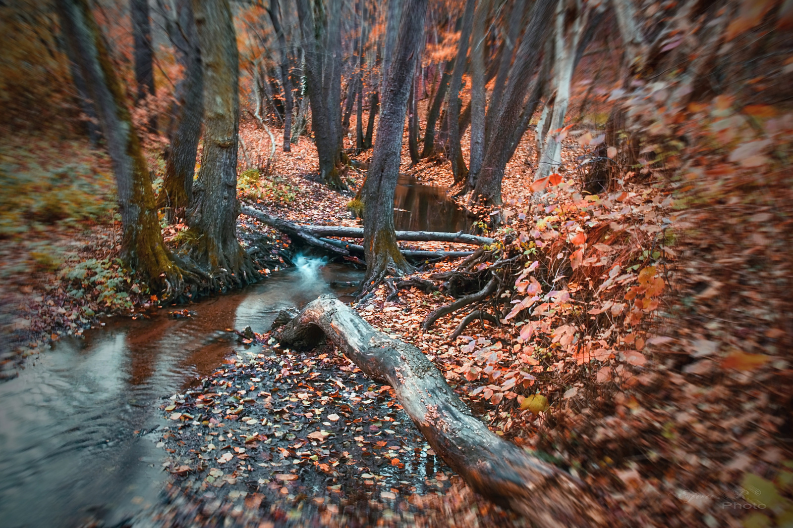 Őszi erdő Patak Sopron