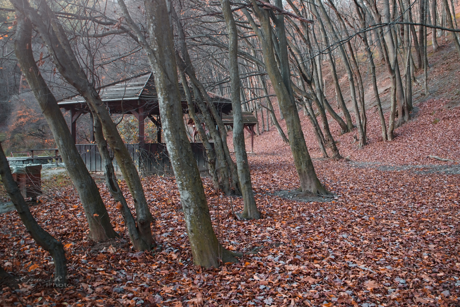 Őszi erdő Sopron