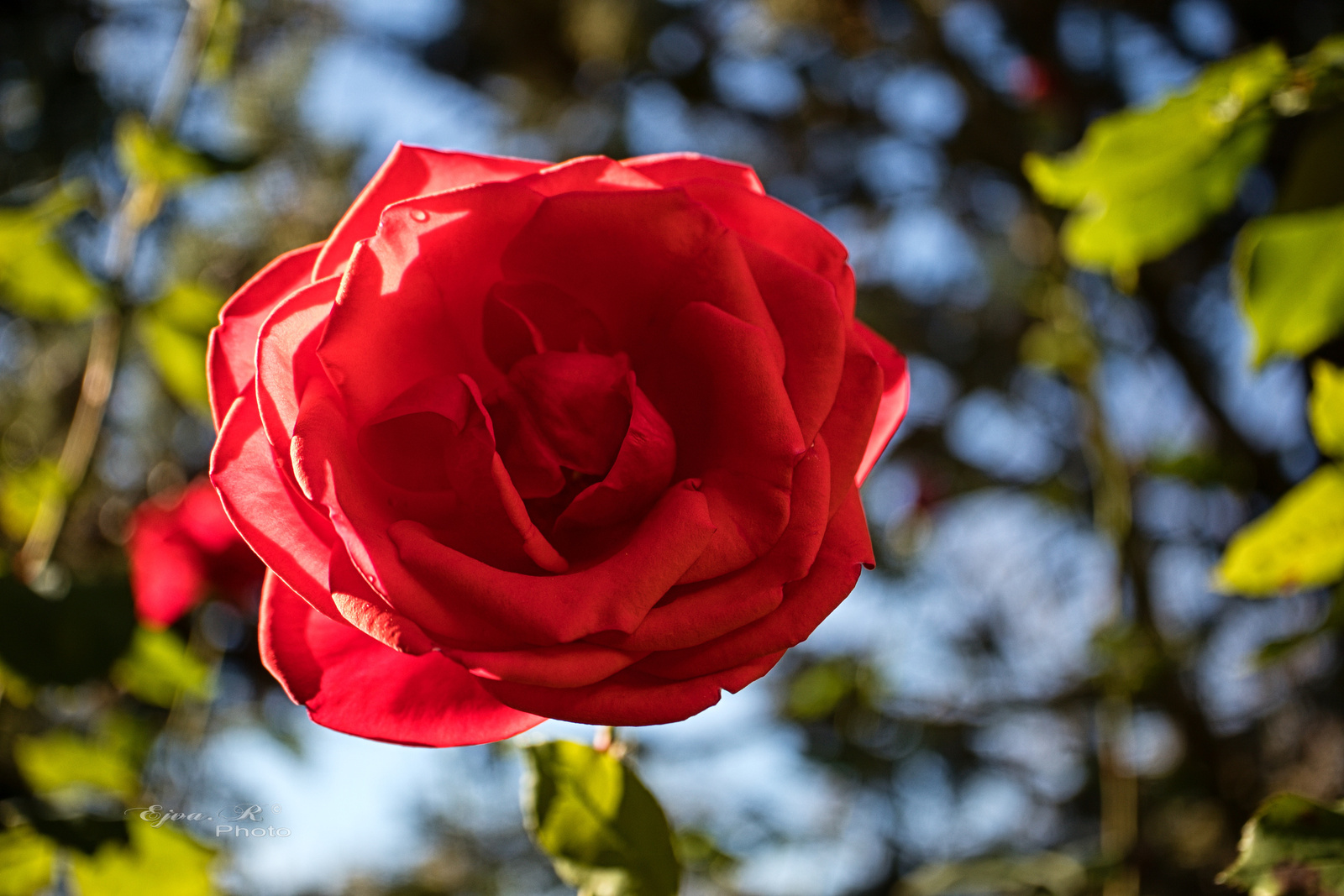 Rózsa Ősz Piros