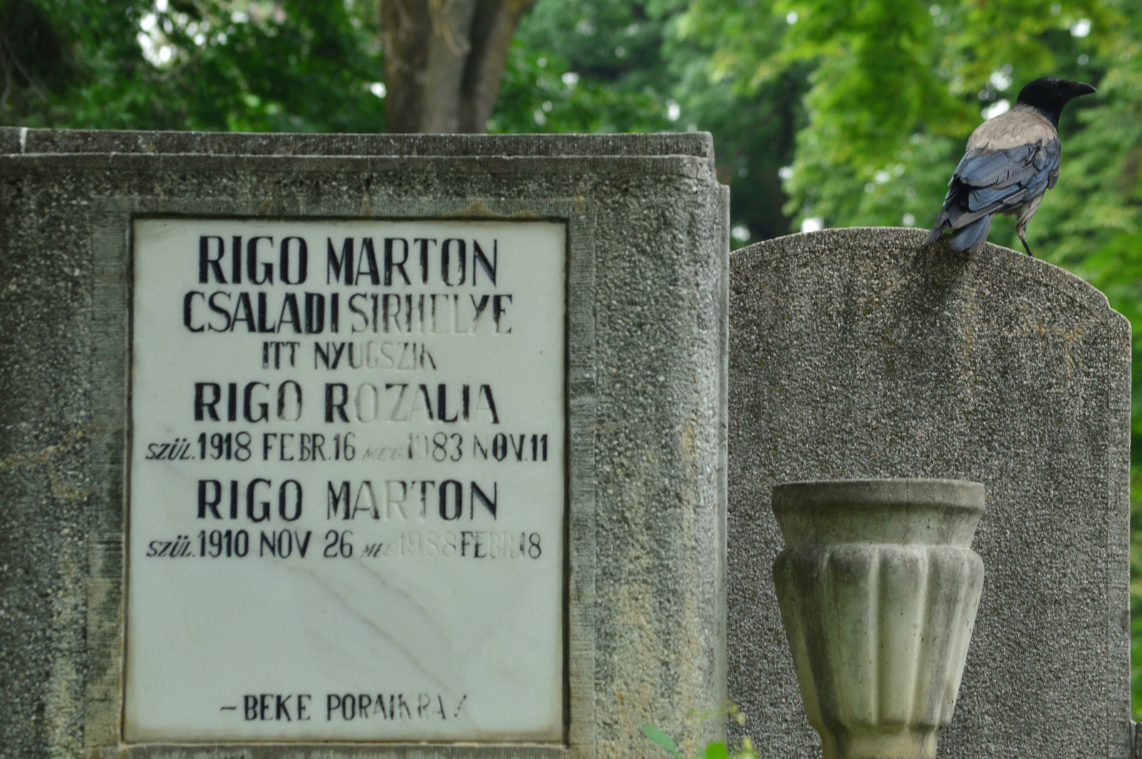 Rigo és varjú