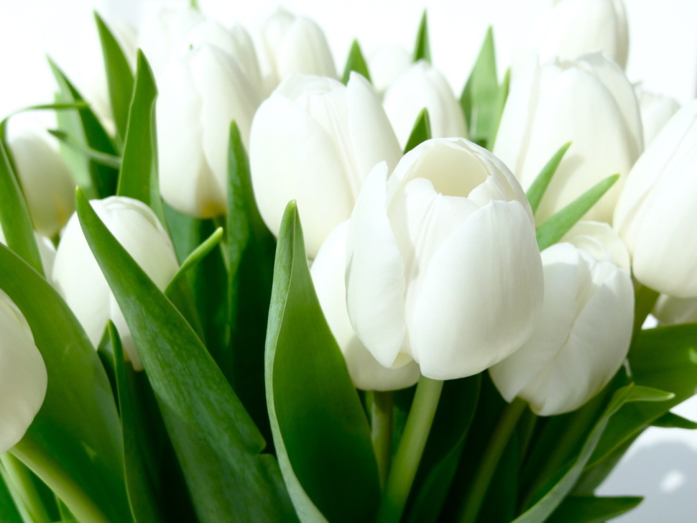 Awesome-White-Tulips-Free-Wallpaper-Downloads-1007x7551