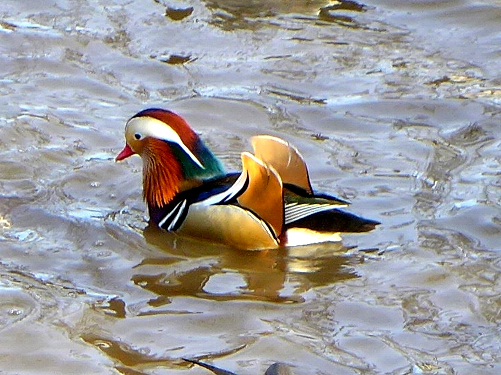 Mandarin réce, LX7, P1040838n