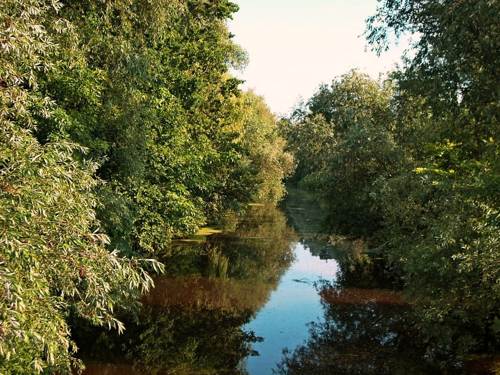 Békés köröspart, Tükör 5