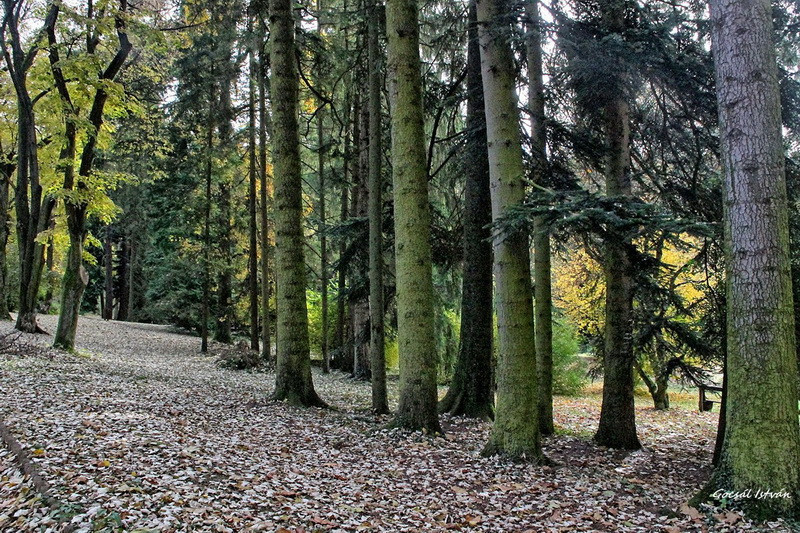 Hosszúhetény, Püspökszentlászló, arborétum(7) átméretezve